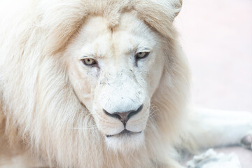 Fototapeta na wymiar Lion. Portait lion in white lights. Photo of the animal world. Portrait of a dominant predator.