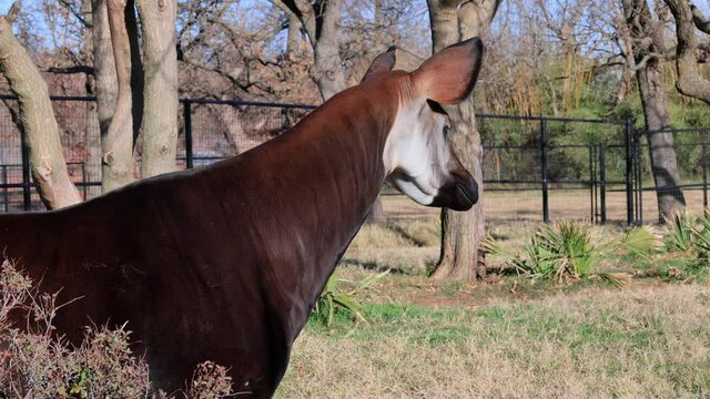 Close up shot of Okapi