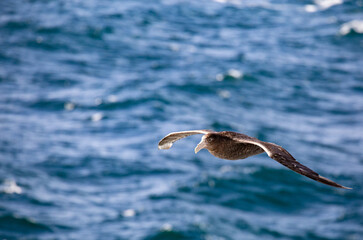 Küstenvogel in Antarktis