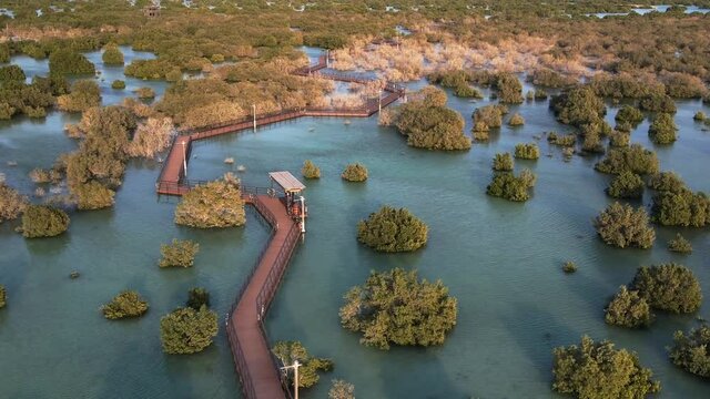 Unique ecosystem in Abu Dhabi, mangroves along the coastline. Aerial view.
