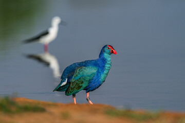 grey headed swamp hen