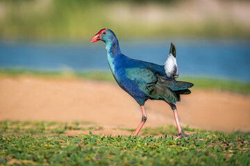 grey headed swamp hen 