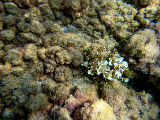 Fondale marino portopalo 284