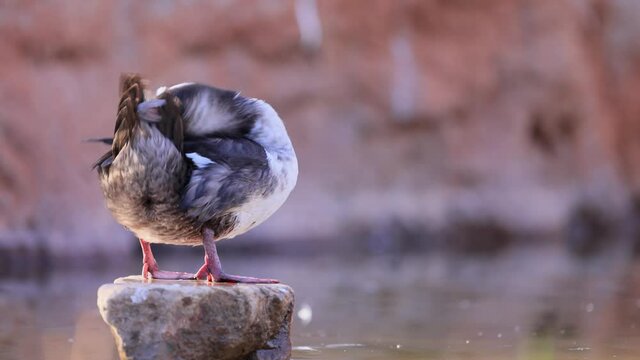 Close up shoot of Bufflehead Scratching its back