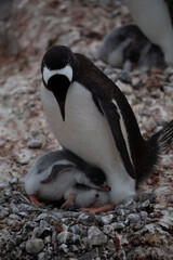 Fototapeta premium Pinguin in der Antarctis