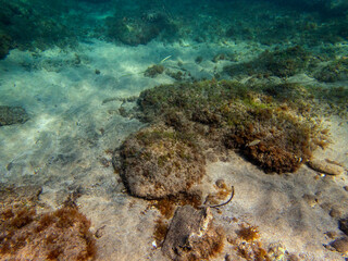 Fondale marino isola di Capo passero Portopalo 297