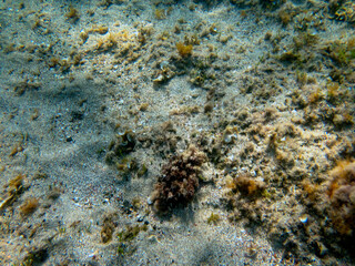 Fondale marino isola di Capo Passero Portopalo 310