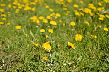 Bright blooming yellow dandelions in the meadow close up.