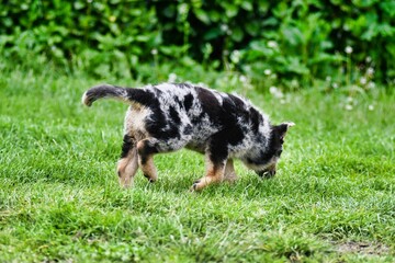 dog on grass, photo as a background , australian german shepard sheperd dog