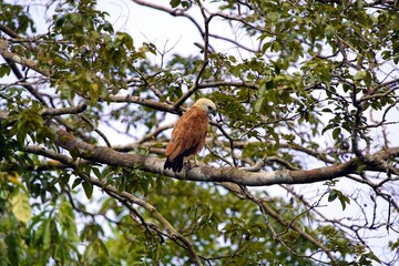 Black-collared hawk (Busarellus nigricollis) Accipitridae family. Amazon rainforest, Brazil.