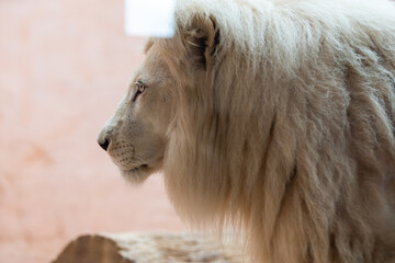 white lion in the zoo, the king of animals