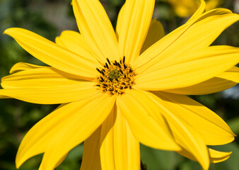 Gelbe Blüte Makro