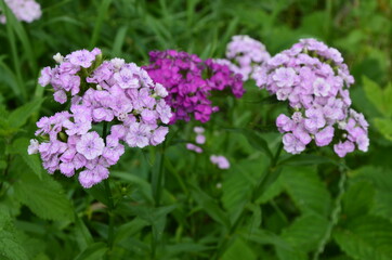 Sweet Williams are a hardy biennial flowers in a garden.