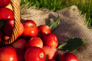 Organic red apples in a wicker basket are scattered on burlap cloth on the grass. Autumn. Farm natural eco products.