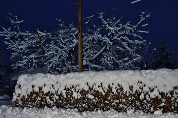 Neuschnee auf den Ästen eines Kirschbaumes und im Vordergrund auf der Hainbuchen-Hecke...