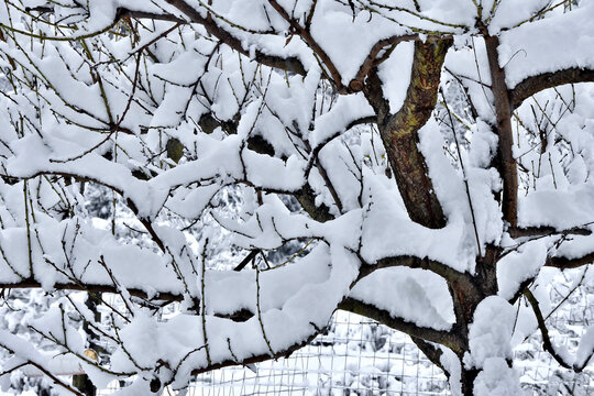 Viel Neuschnee auf den &Auml;sten des Pfirsichbaumes