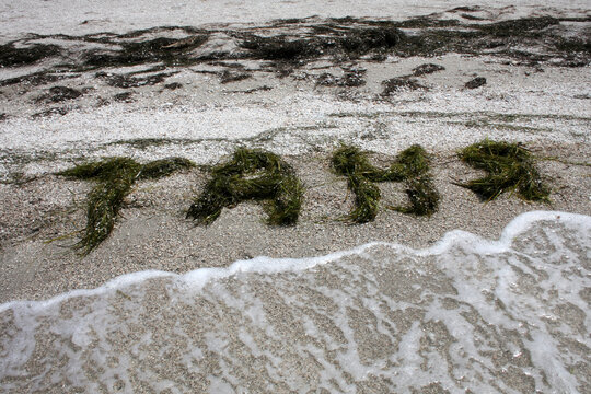 The female name Tanya is depicted on the sea sand using seaweed in Russian. Sea coast. Summer