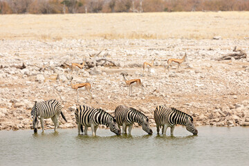 Fototapeta na wymiar A group of zebras drink water at a watering hole. Etosha National Park, Namibia, Africa