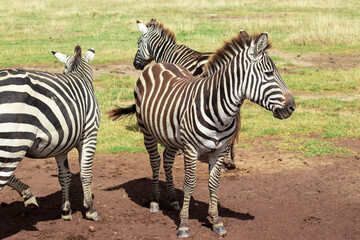 Fototapeta na wymiar Zebras walking during a safari in the Ngorongoro crater in Tanzania