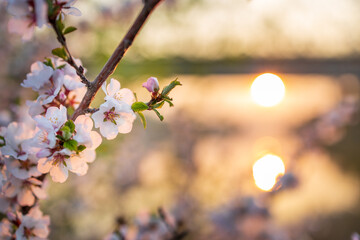 flowering branch of pink Chinese cherry on a blurred background of evening nature outdoors