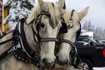 Winter Sleigh Horse