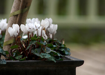 white cyclamen