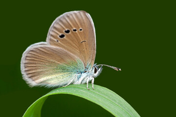 Macro shots, Beautiful nature scene. Closeup beautiful butterfly sitting on the flower in a summer garden.
