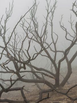 burnt branches in fog