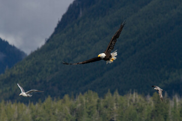 Fototapeta na wymiar Bald Eagle, hunting Sea Gulls near Tofino, B.C., Canada.