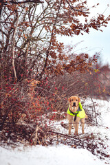 Labrador on a winter walk in Poland