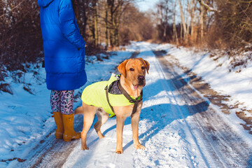 Labrador on a winter walk in Poland