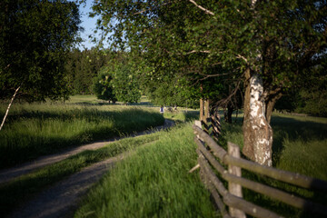 ścieżka do lasu © Natalia