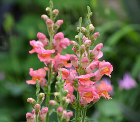 Antirrhinum blooms in the garden