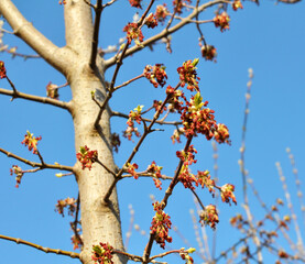 In nature, the maple (Acer negundo) blooms