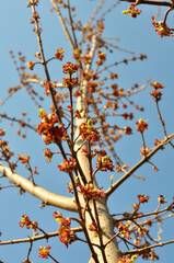 In nature, the maple (Acer negundo) blooms