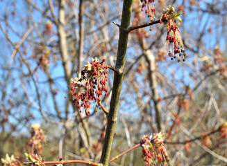 In nature, the maple (Acer negundo) blooms