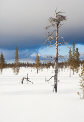 snow covered trees