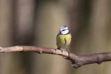 Fototapeta premium blue tit bird