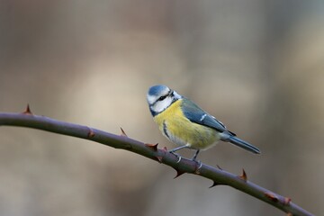 blue tit bird
