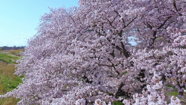 桜・ドローン
