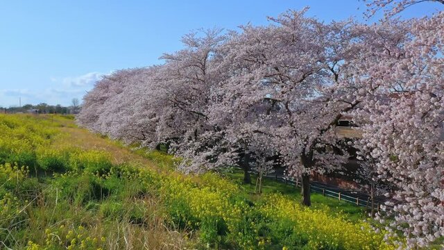 桜・ドローン