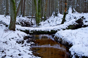 forest stream in winter