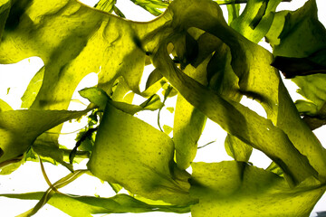 Seaweed