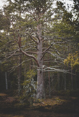trees in the forest Up North