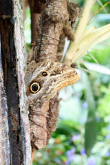 A butterfly with the design of an eye on its wings resting on a tree trunk.
