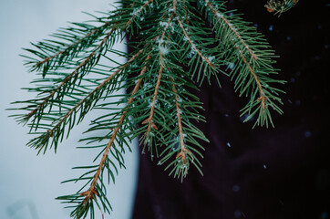 Green Christmas tree branches with falling snow