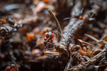 in autumn, an ant crawls on dry leaves, branches and needles macro and looks into the camera