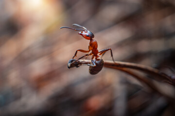 a lonely ant sits on a dry pine needle
