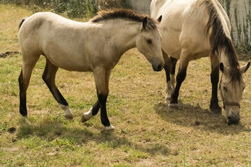 Obraz na płótnie Canvas Young foal with its mother