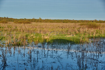 Fototapeta premium Flood meadows in the floodplain of the river. Reflection in the water.